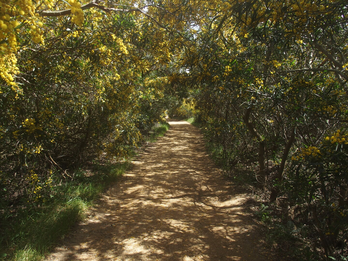 Durch die Akazien zum bedeutenden Fischereihafen Entrada de Barcas.