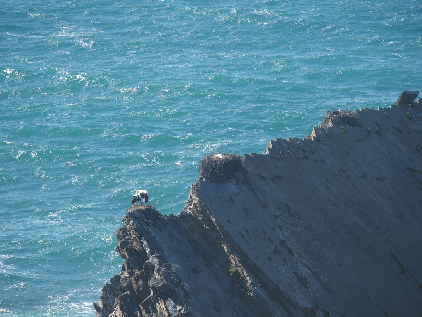 Störche nisten auf den Klippen.