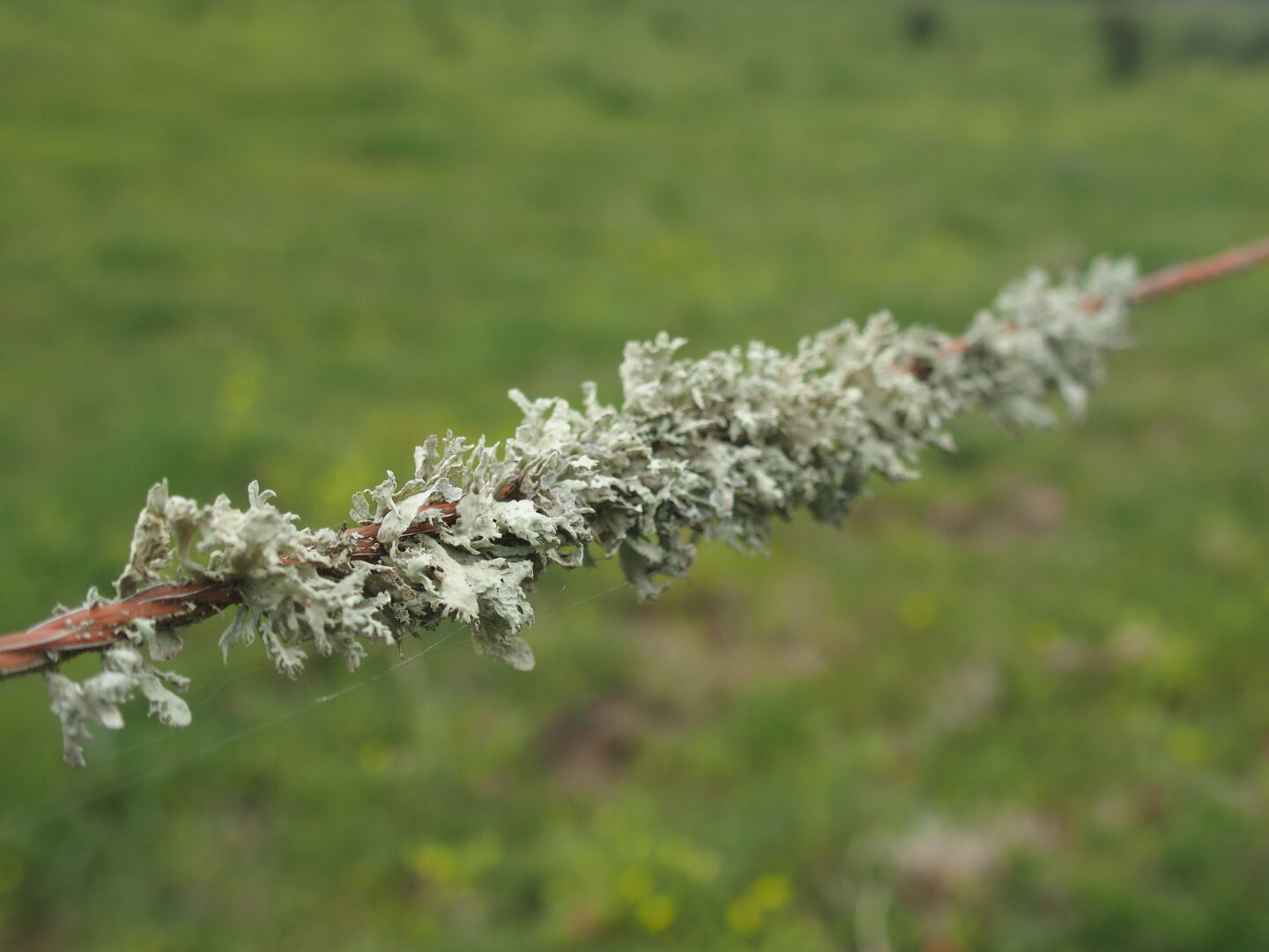 Hier herrscht so ein prima Klima, dass sogar an den Elektrozäunen Flechten wachsen.