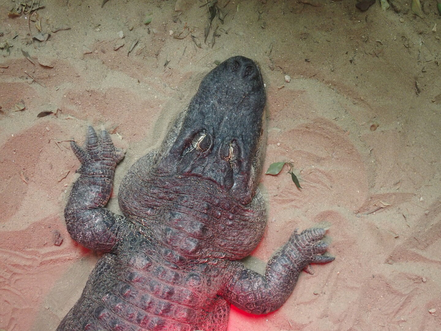 Im Reptilienhaus. Ich möchte auch eine Infrarotlampe (nur sicherheitshalber meine eigene).