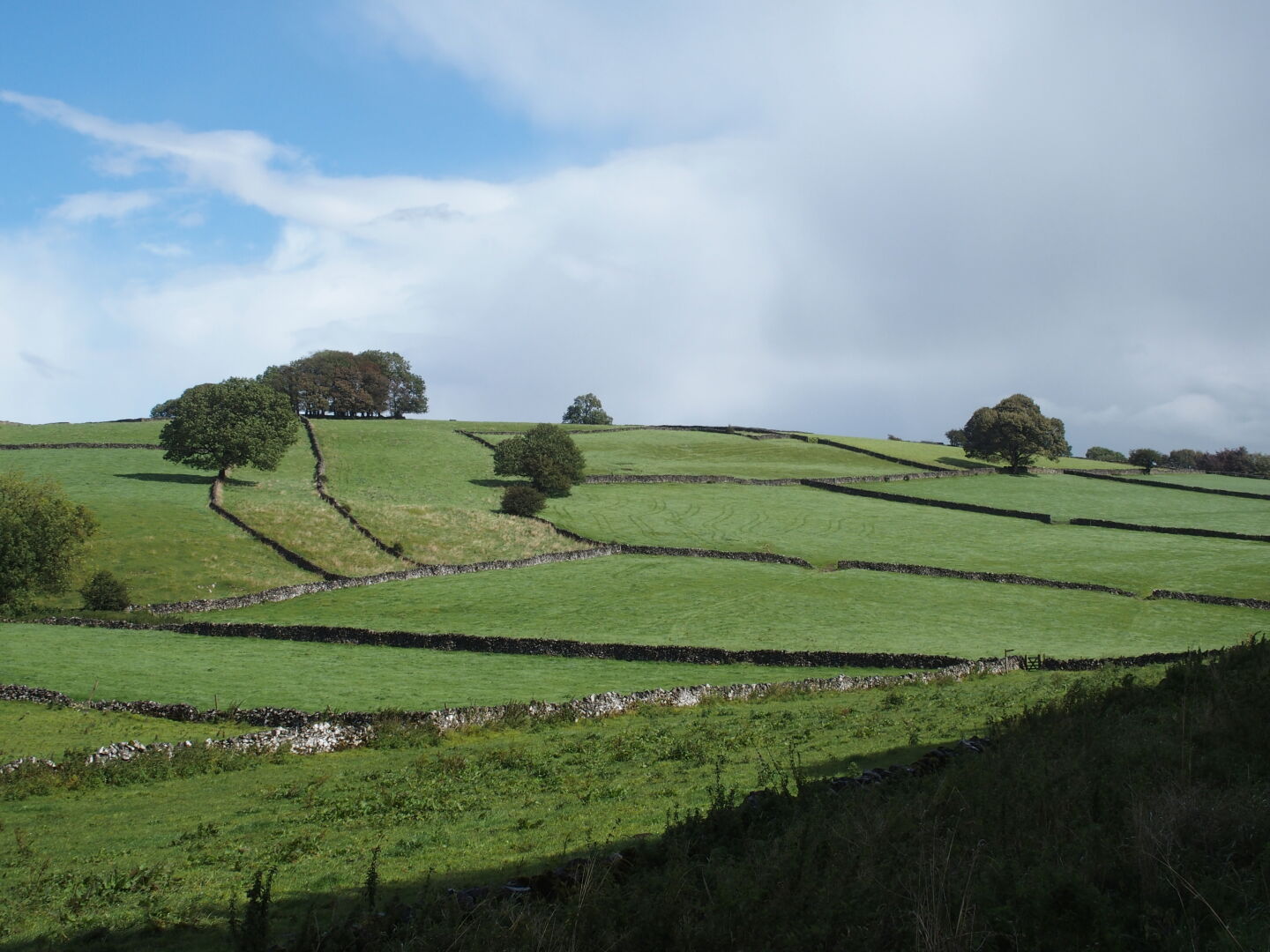 Sheep&rsquo;s paradise.