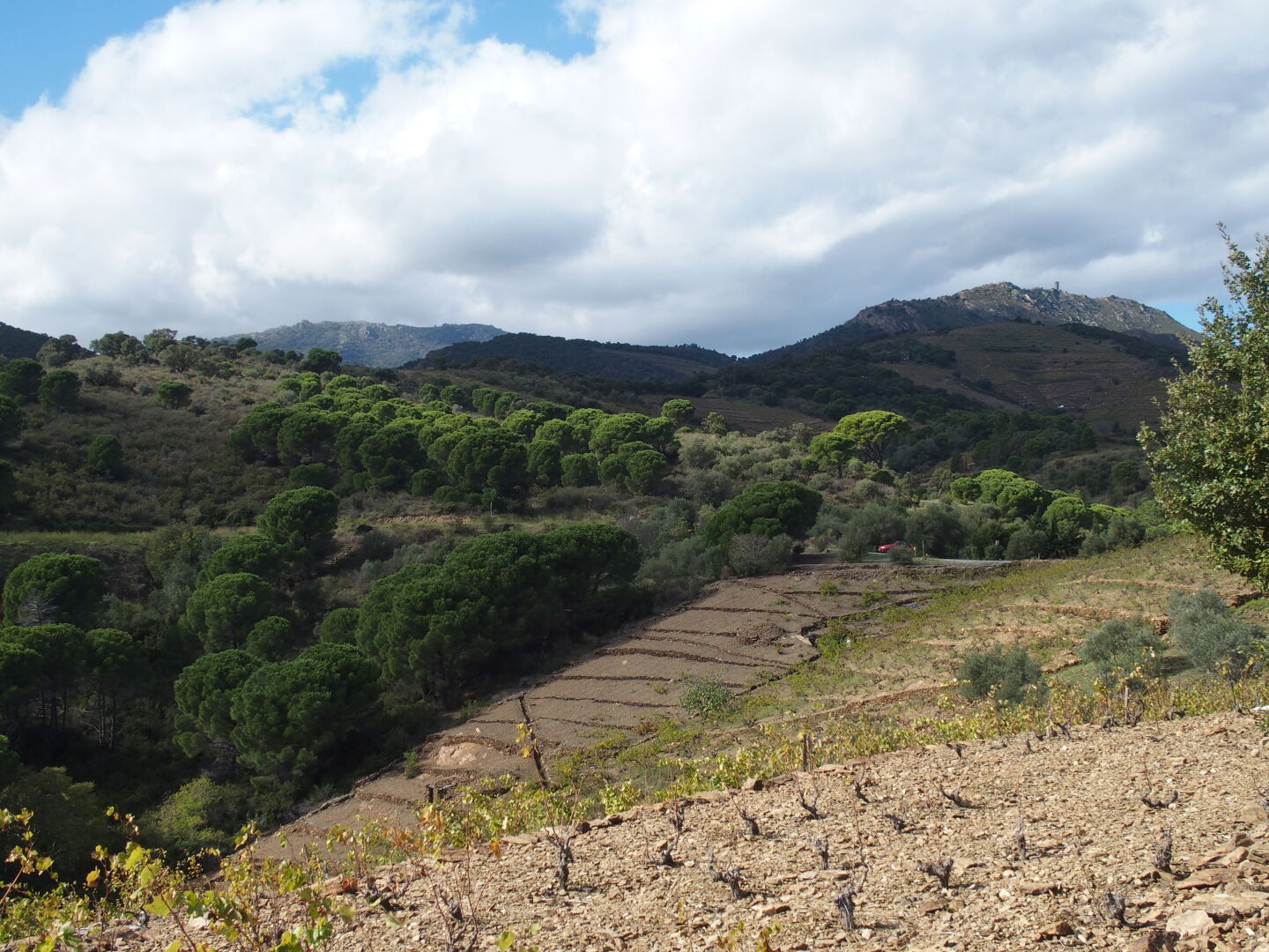 Durch die Weinberge bei Banyuls-sur-Mer. Drittes Foto (c) Felix.