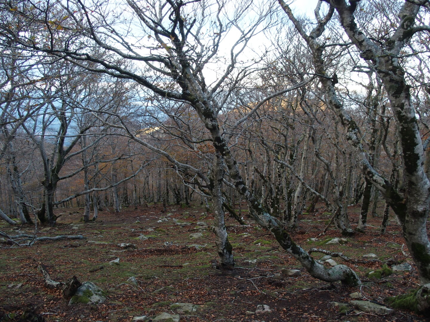 Die letzten Kilometer gehen wir im Halbdunkel durch einen urigen Buchenwald. Erstes Foto (c) Vincent.