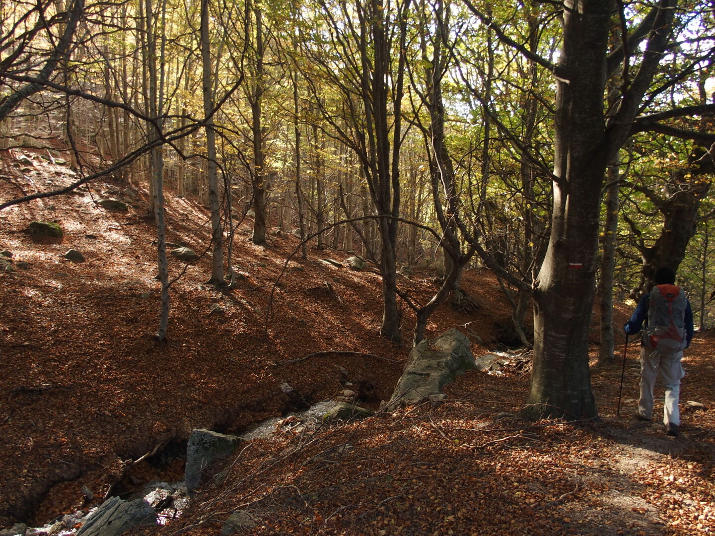 Abstieg durch ein iyllisches Wäldchen mit Bach (und eiskaltem Fallwind).