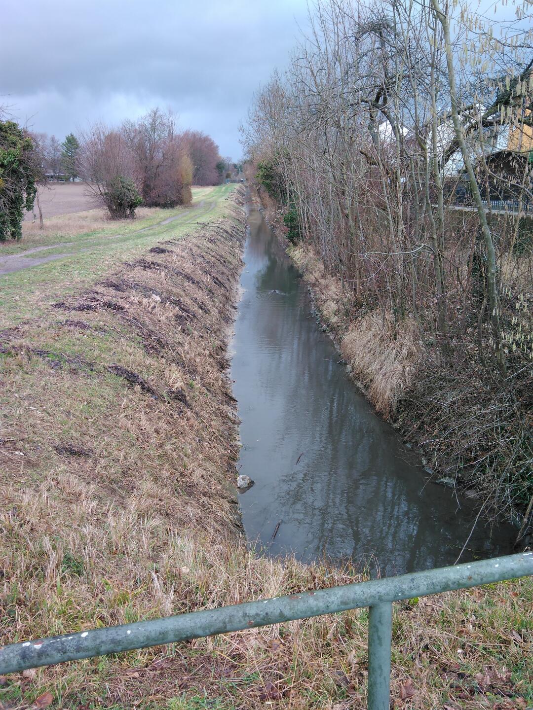 A muskrat going about its business. Notice the black clouds in the background.