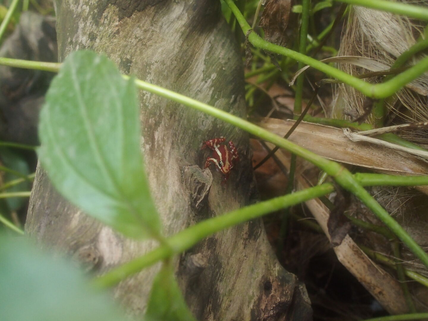 Pfeilgiftfrosch - nur durch aufmerksames Hinh&ouml;ren zu finden.