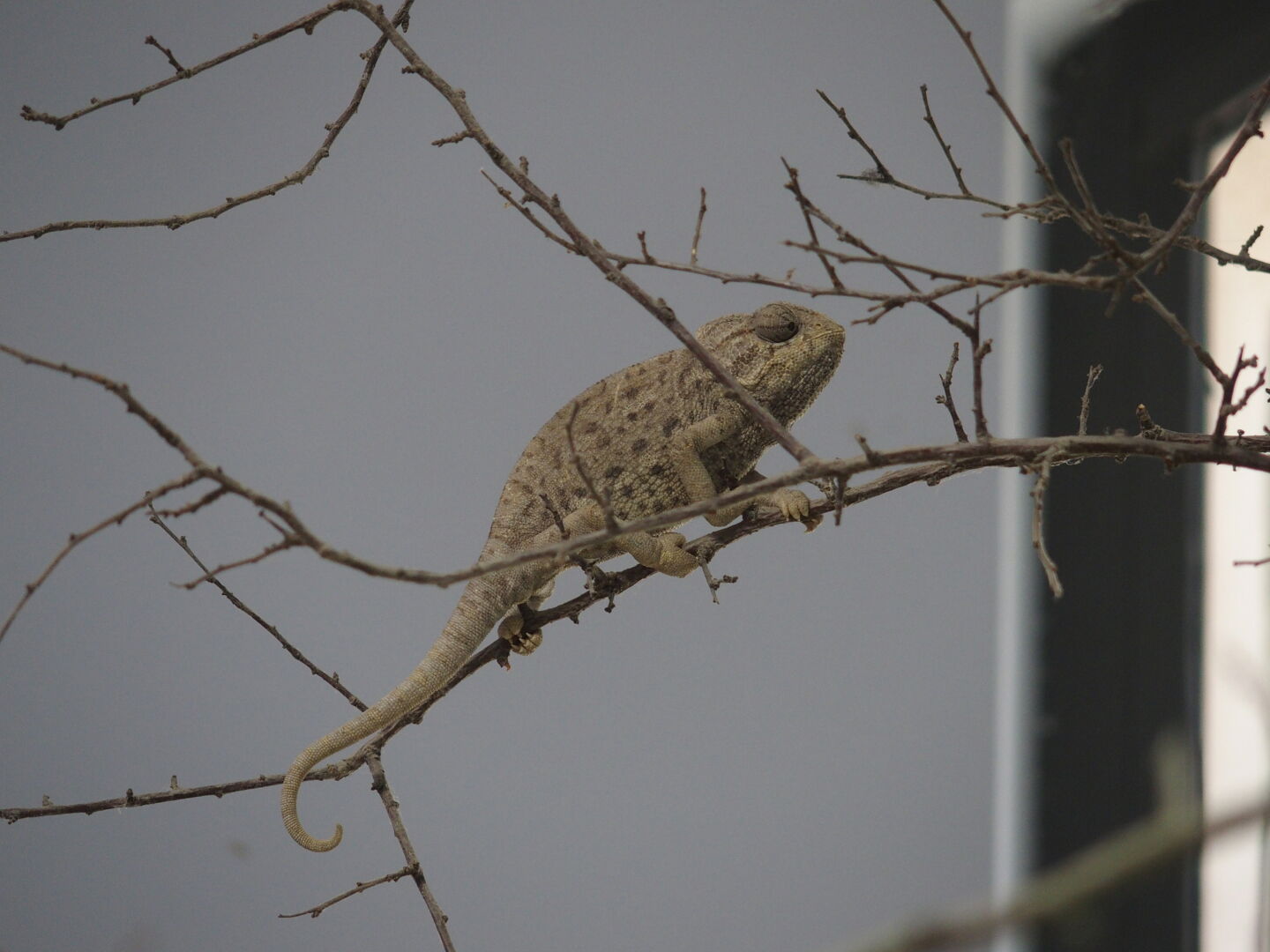 Im W&uuml;stenhaus gibt es keine K&auml;fige, alles kreucht frei herum, z.B. das europ&auml;ische Cham&auml;leon.