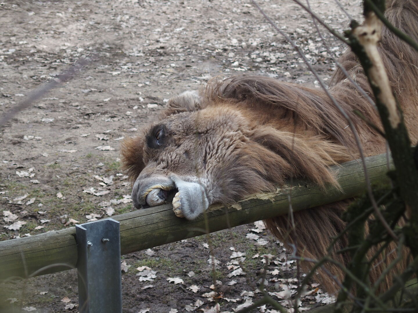 Kamele sind Alles(an)fresser.