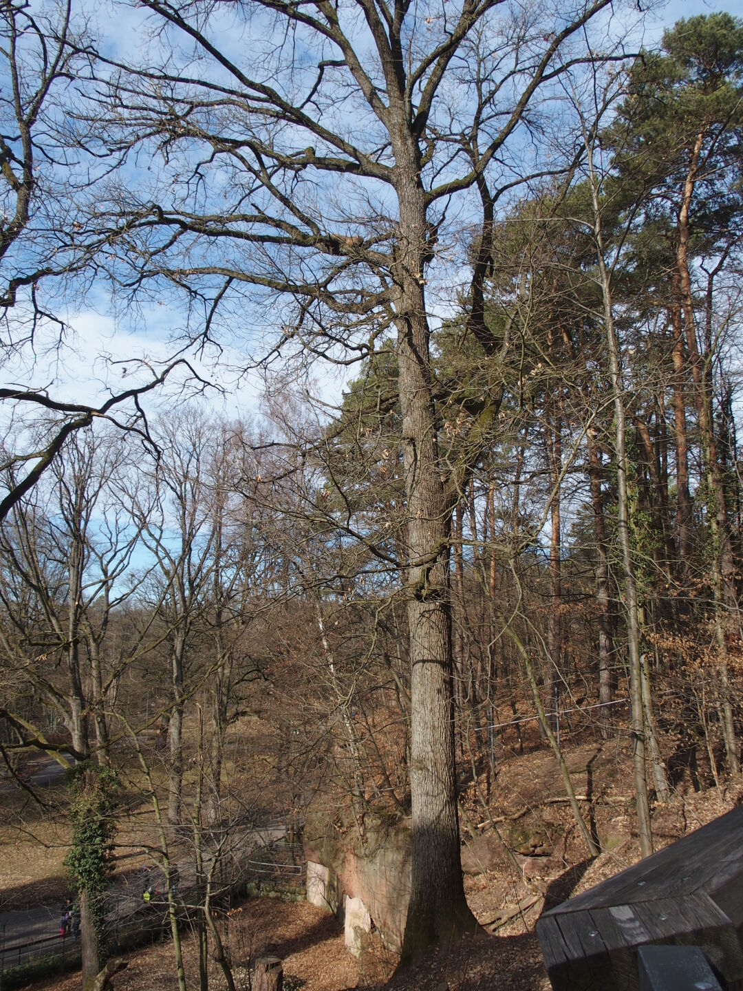 Suchbild: Da muss man Augen wie ein Luchs haben!
