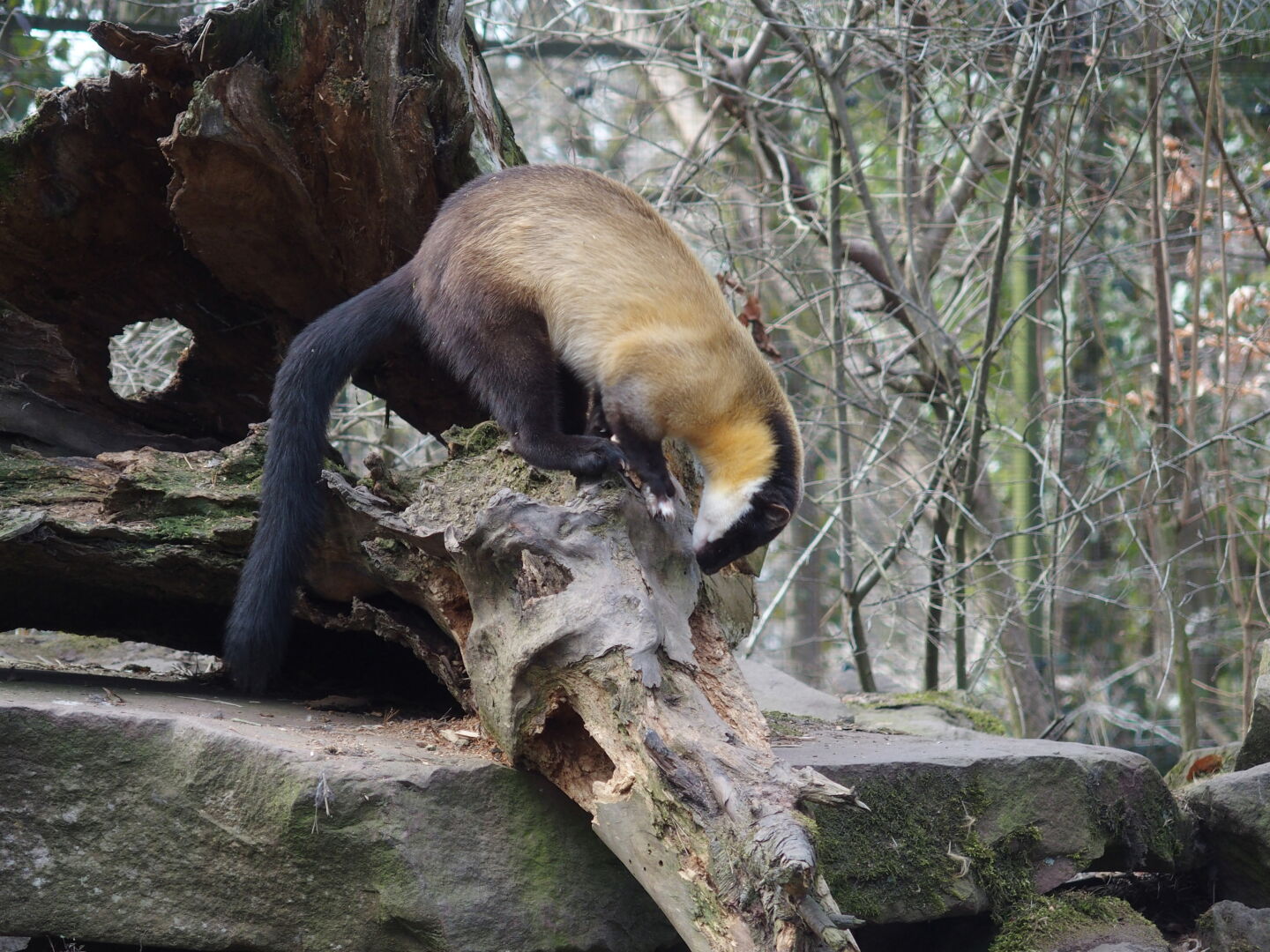 Wer noch nie einen Buntmarder gesehen hat: so sehen sie aus, wenn sie gerade nicht kopf&uuml;ber in einem Baum stecken...