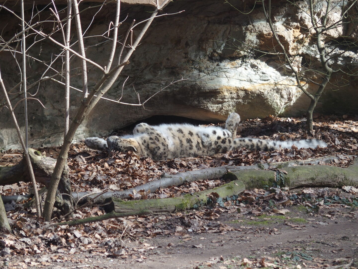 Der Schneeleopard macht das, was Schneeleoparden am Besten k&ouml;nnen: den Bauch in die Sonne halten...