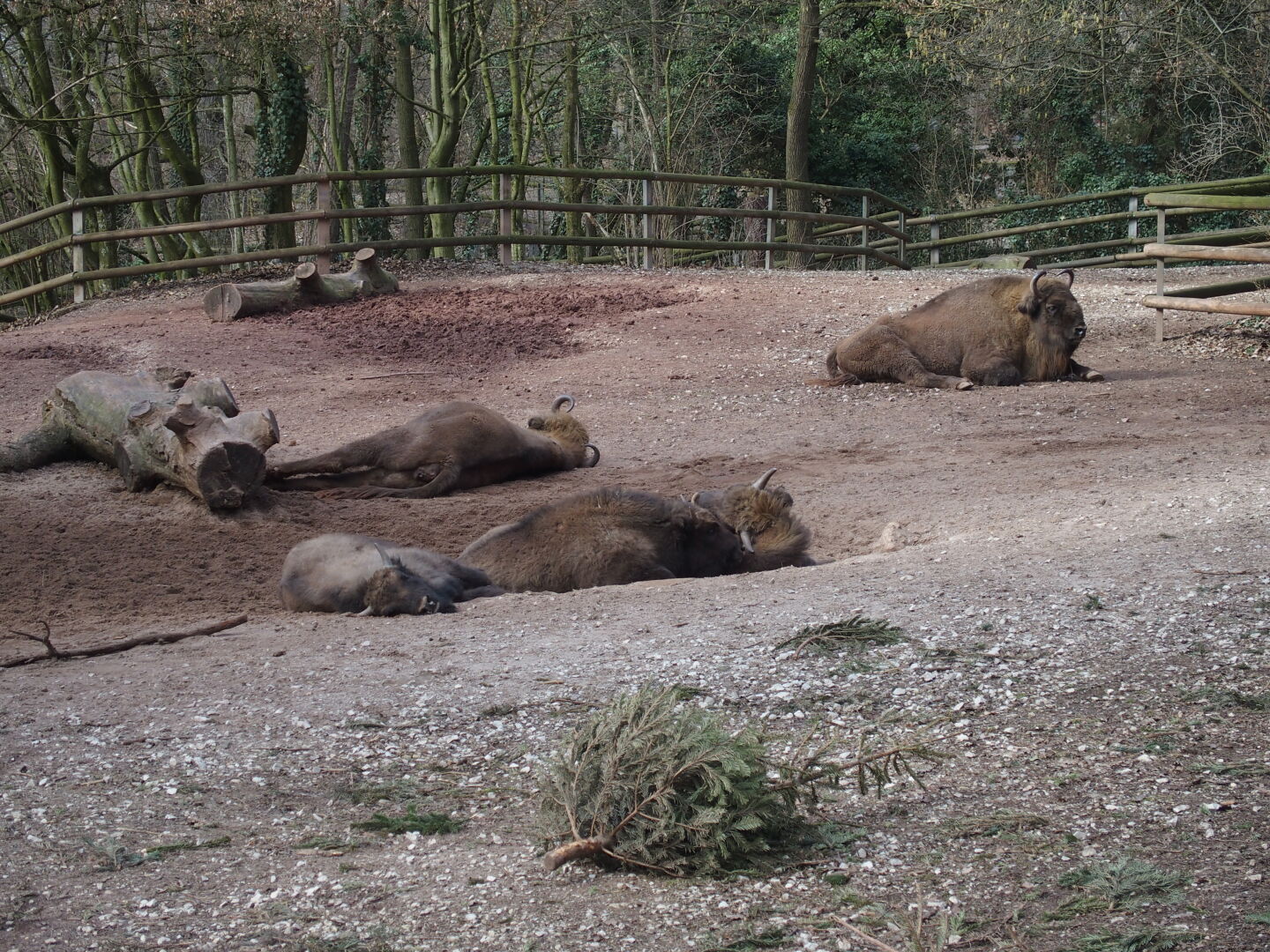 ...genau wie die Wisente.