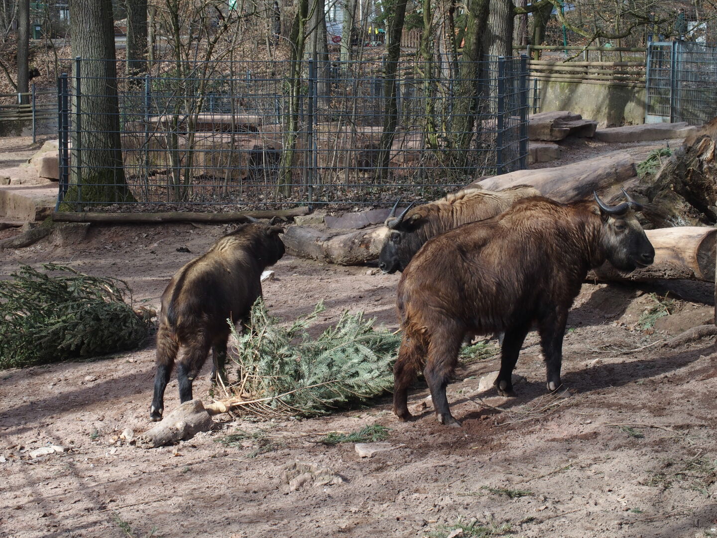 Die Takine hingegen streiten sich um&rsquo;s Essen.