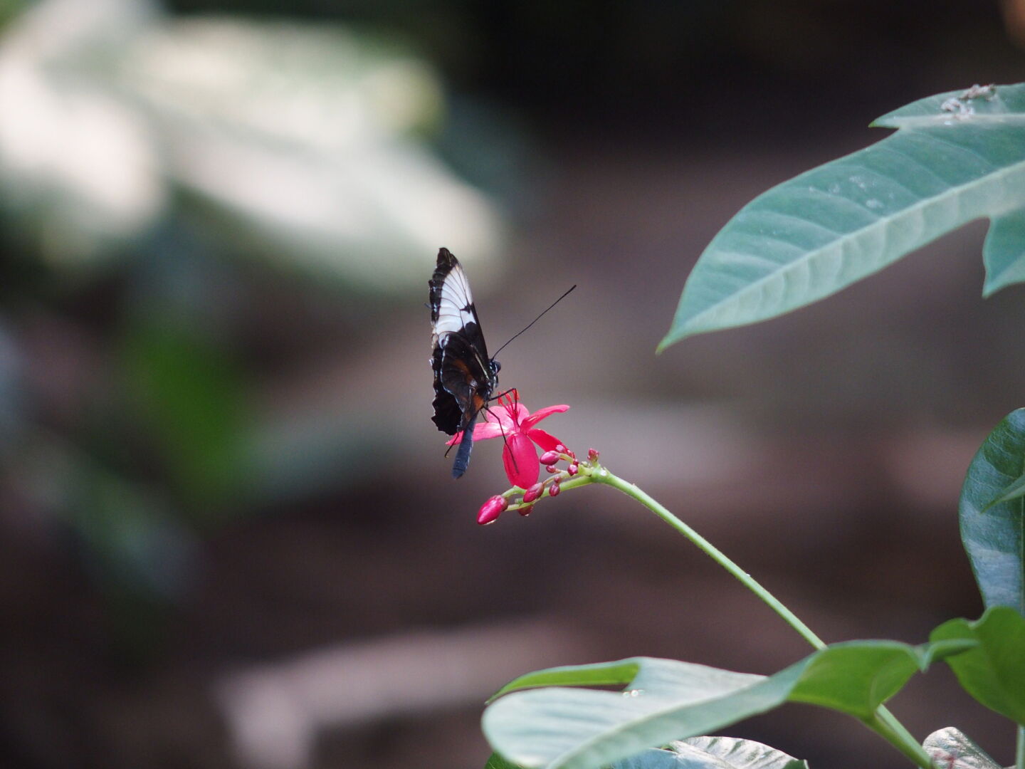 ... viele verschiedene Arten...