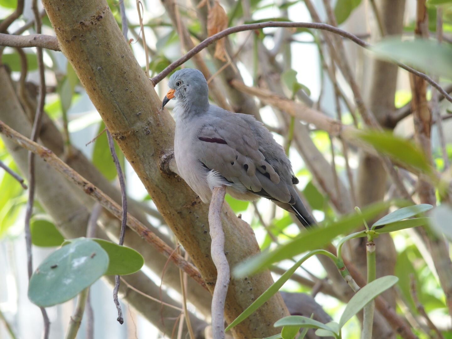 ... und auch freifliegende V&ouml;gel.