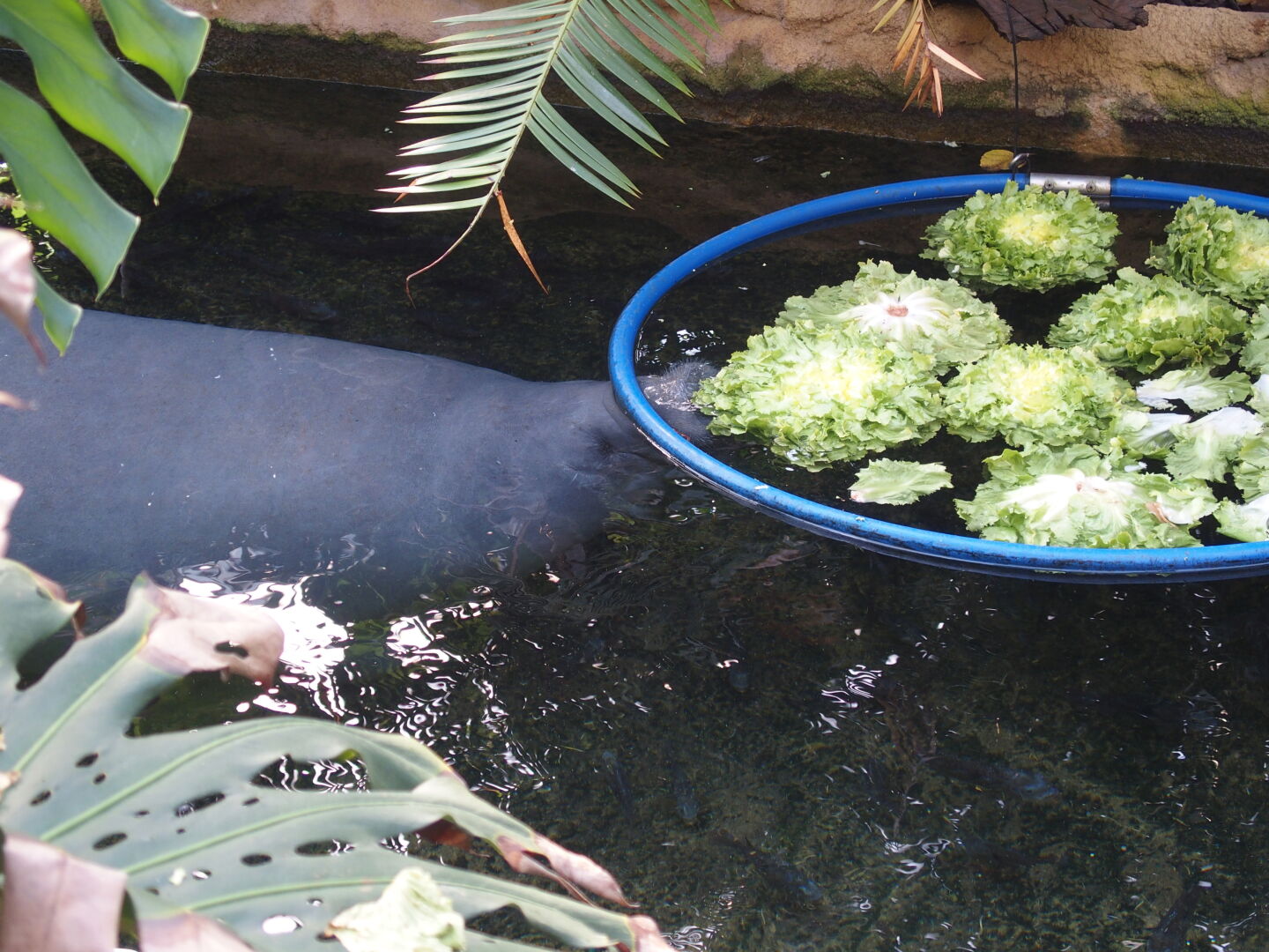 Man kann von oben ins Becken schauen und ihnen beim Fressen zuschauen...
