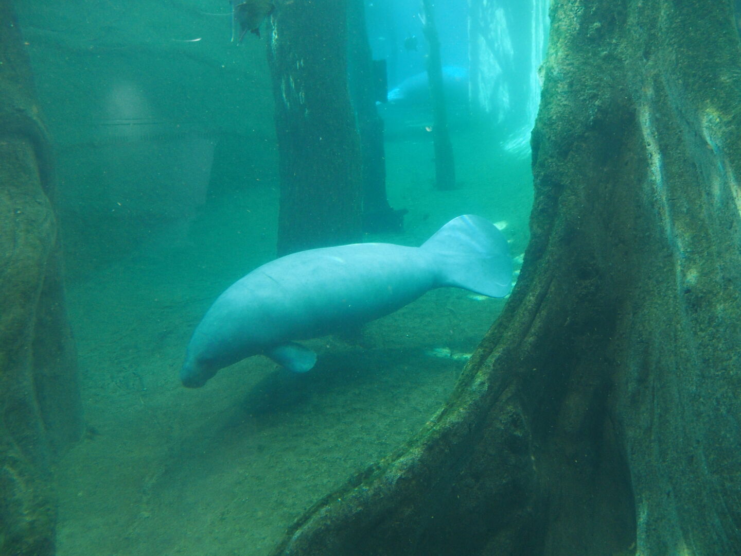 Und nat&uuml;rlich die Manatis.