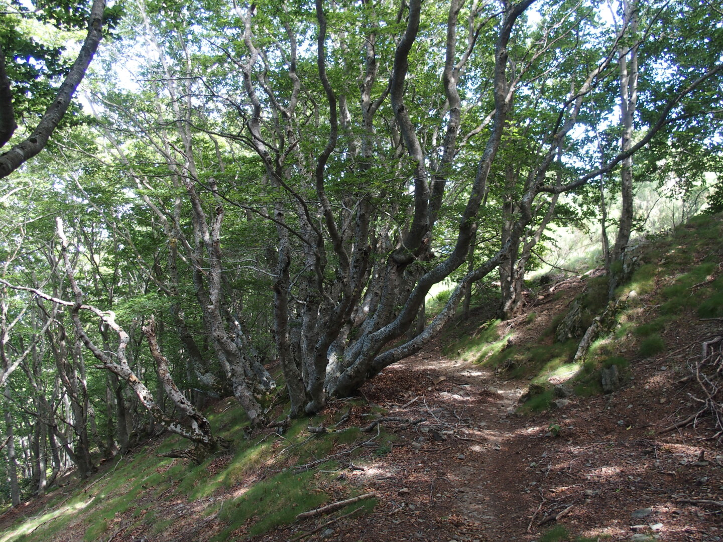 Im Buchenwald Bosc de la Fajosa.