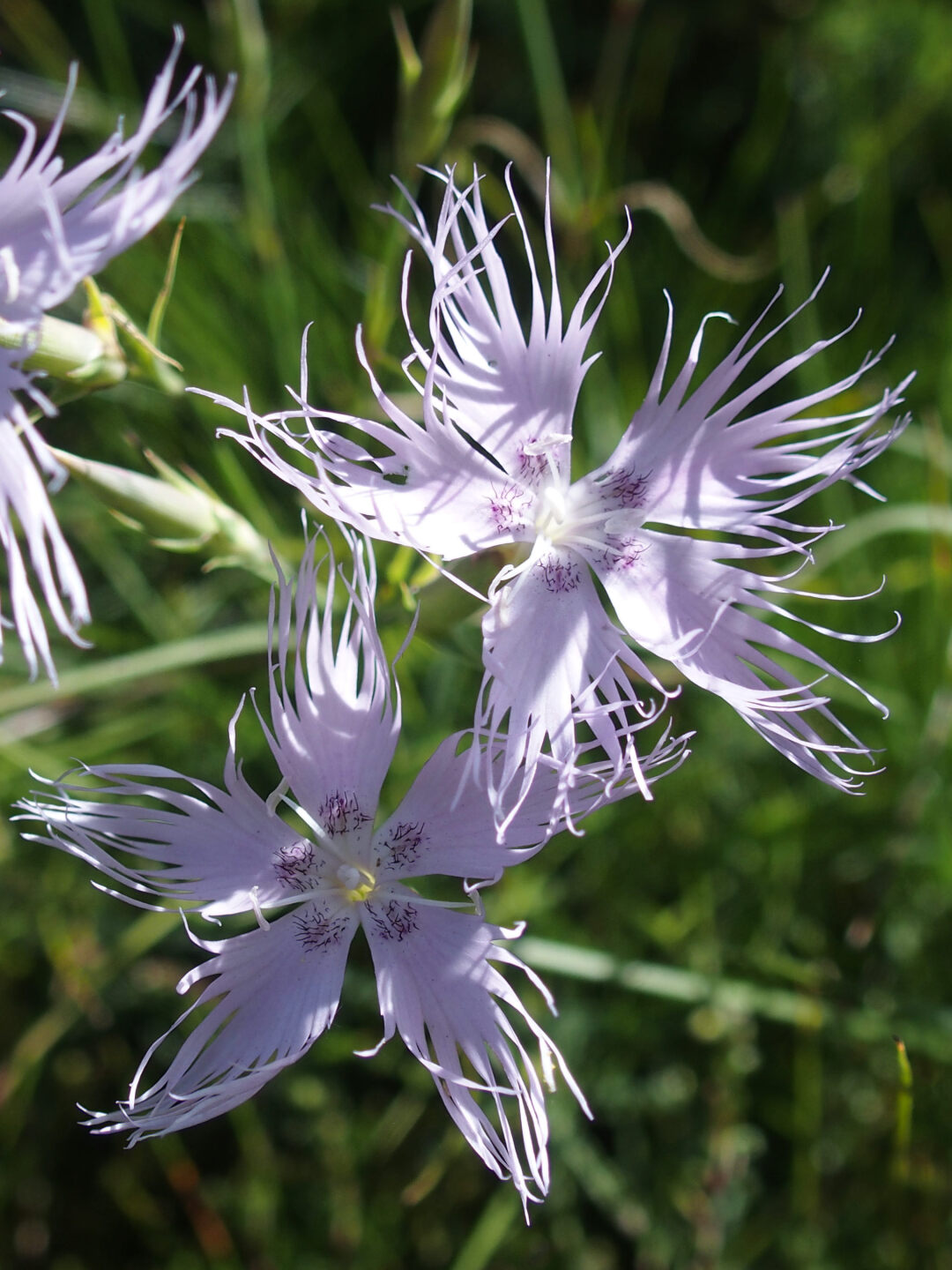 Blumen im Bosc de la Fajosa.