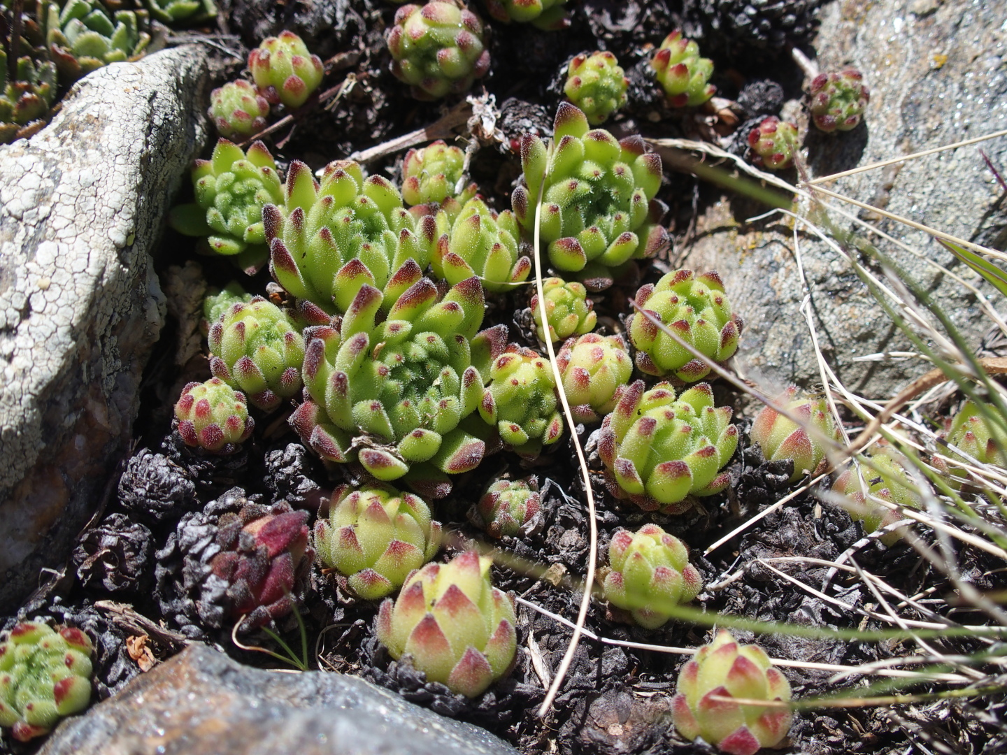 Hochgebirgsvegetation.