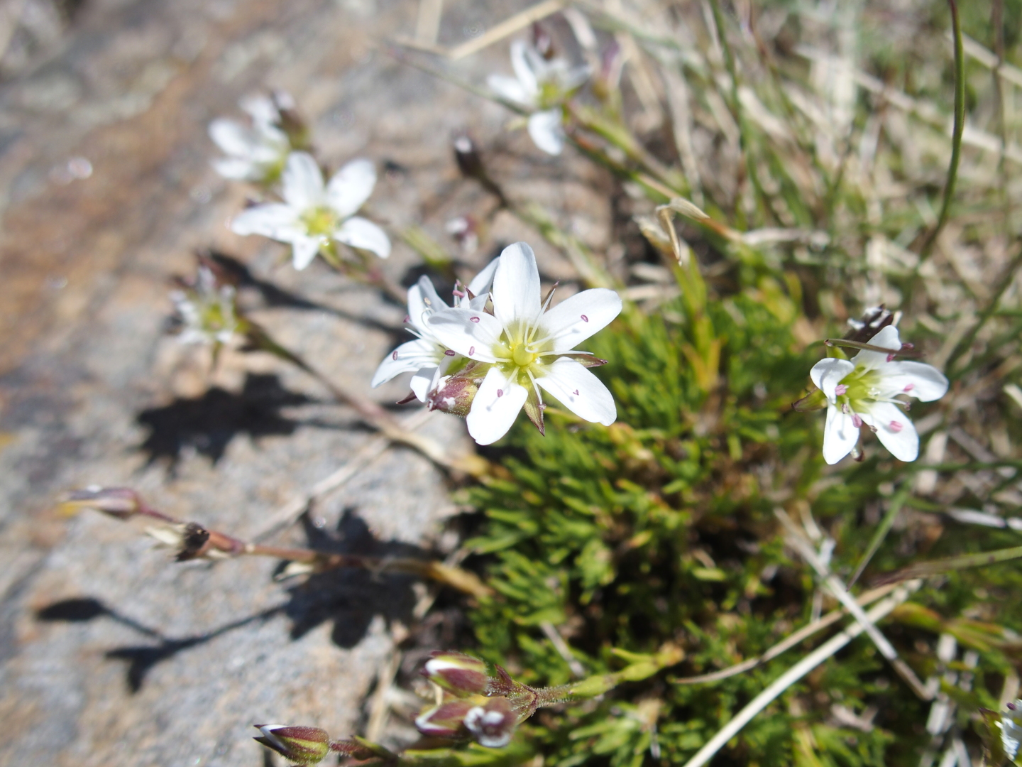 Hochgebirgsvegetation.