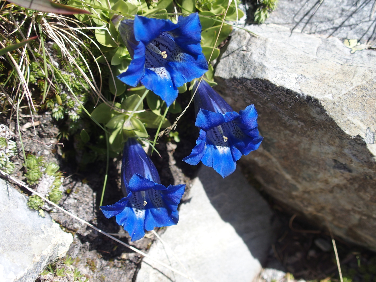 Hochgebirgsvegetation.