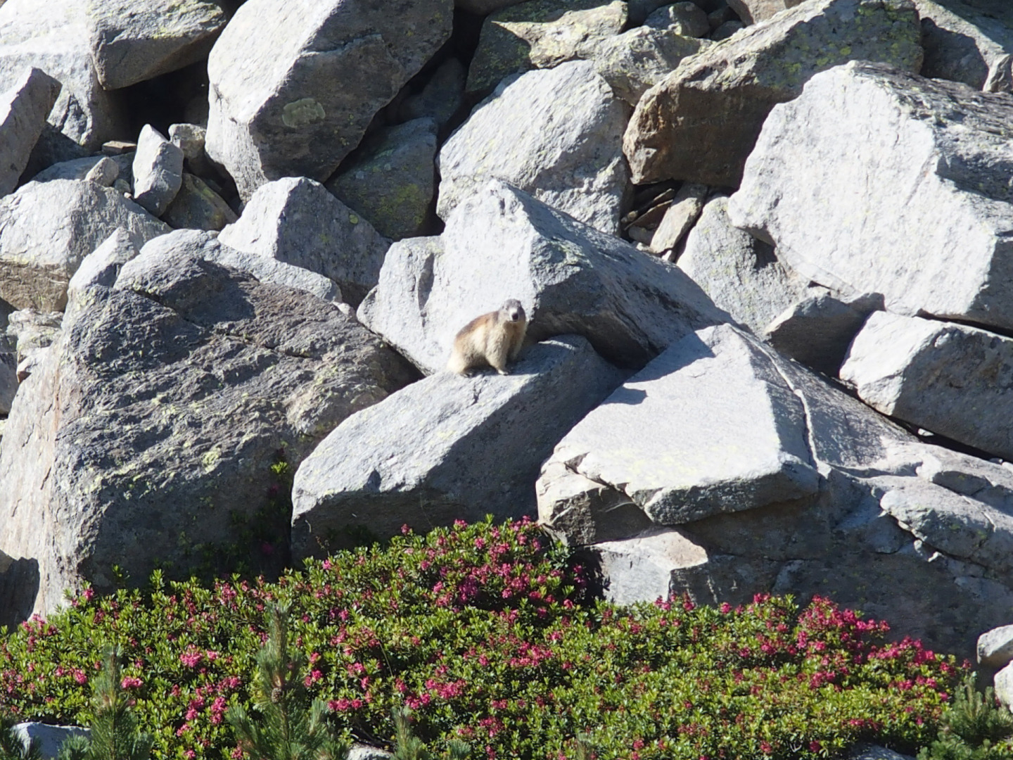 Das Tal des Cady, inclusive Murmeltier.