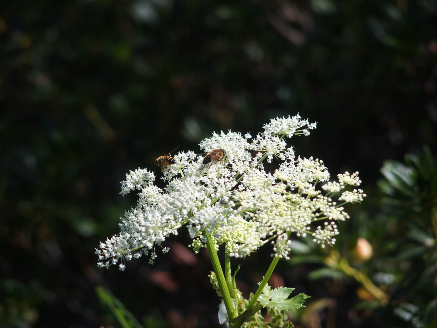 Bergflora und -fauna.