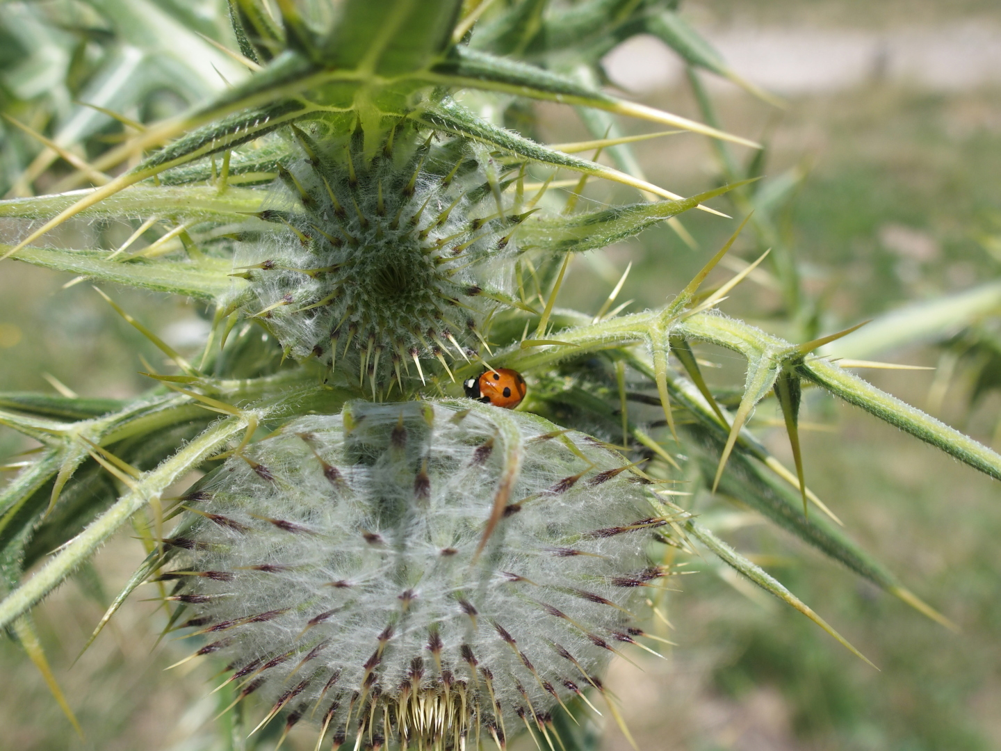 Bergflora und -fauna.