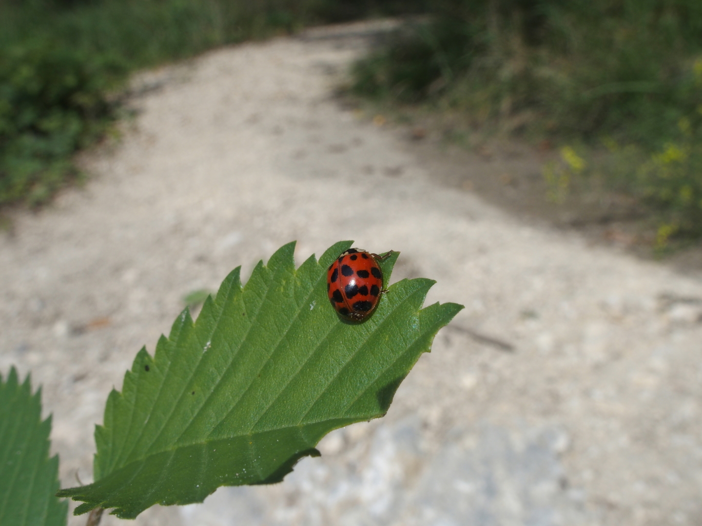Extra viele Punkte f&uuml;r extra viel Gl&uuml;ck!