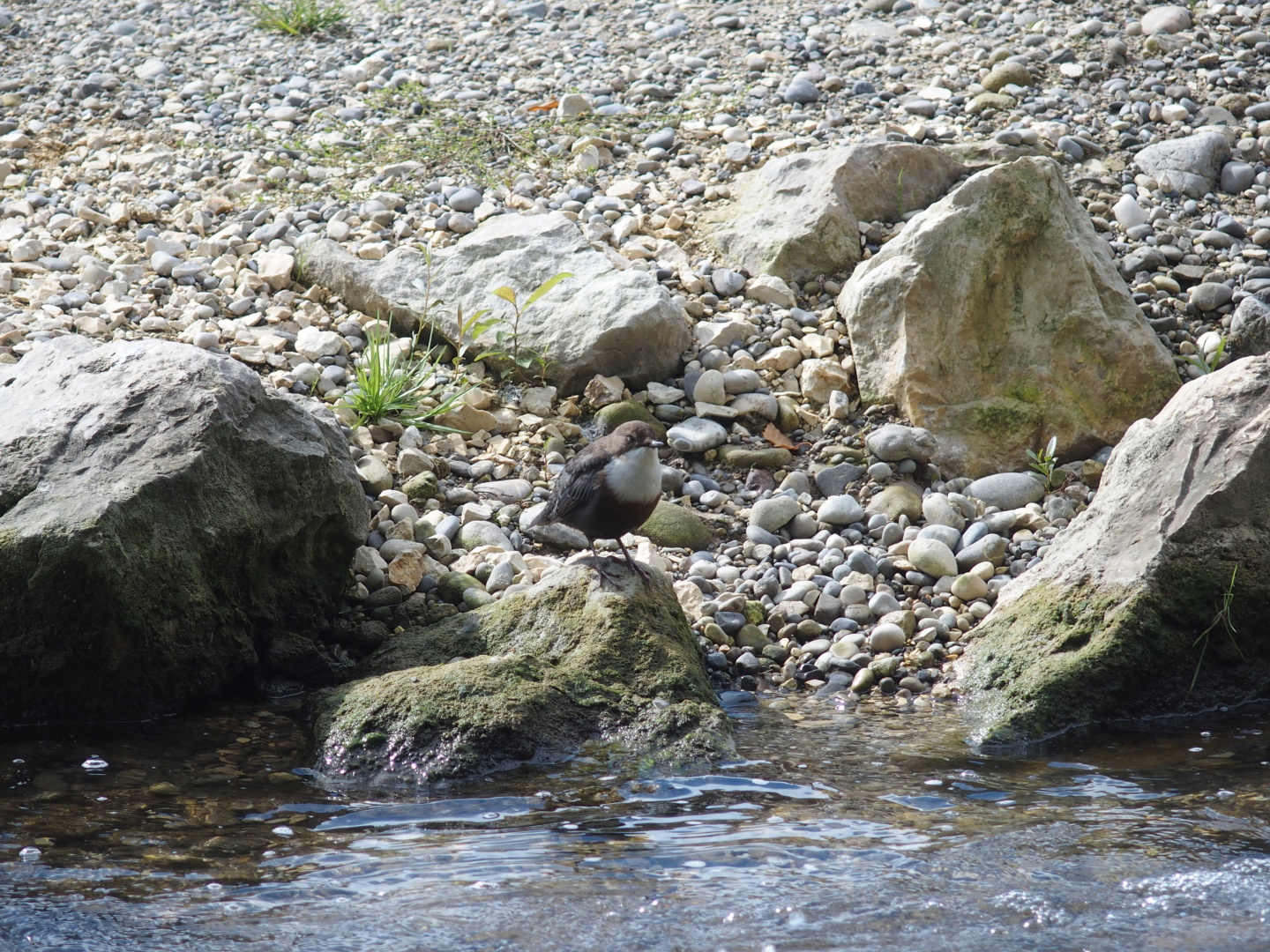 Wasseramsel an der Nau bei G&uuml;nzburg.