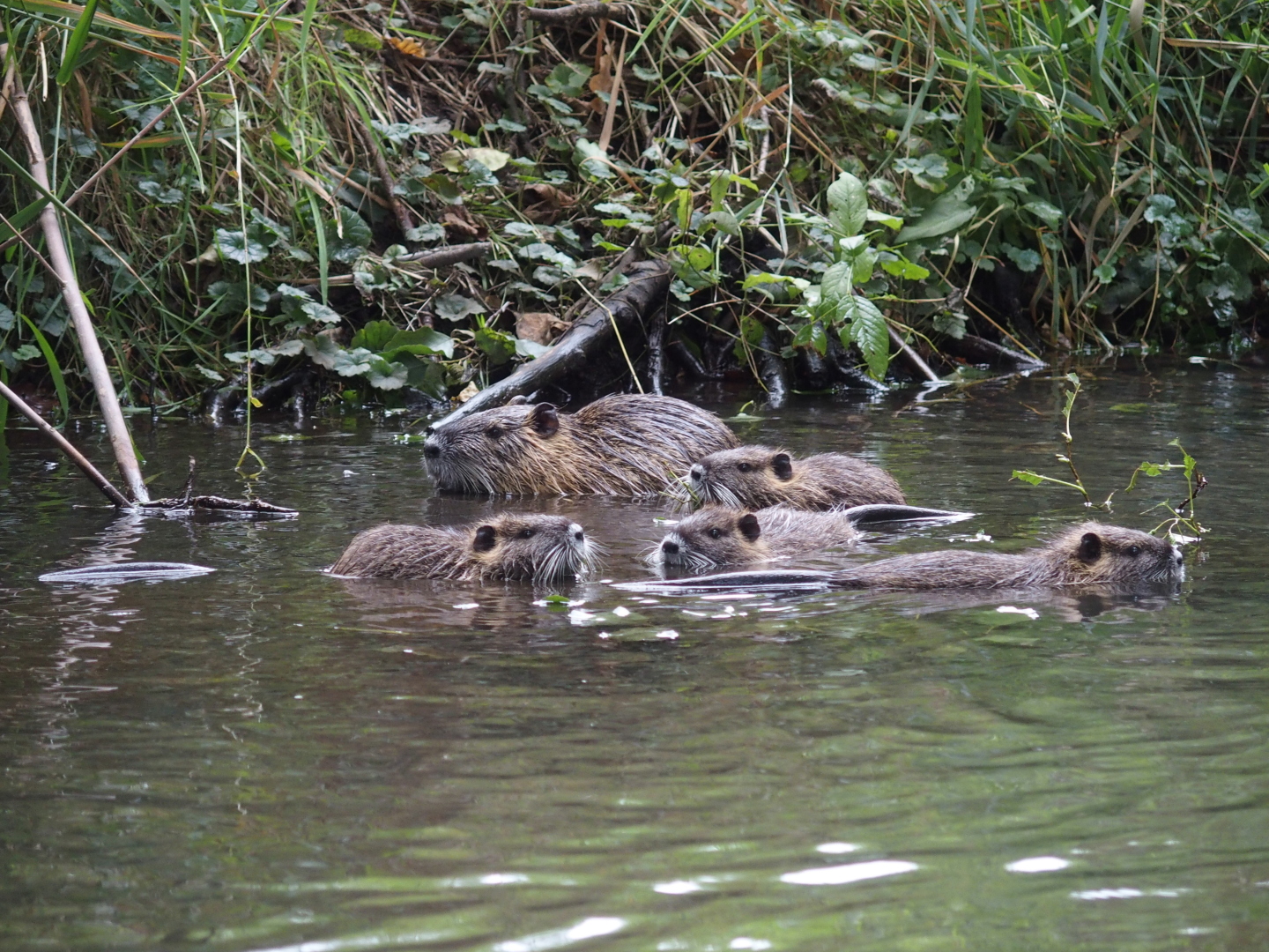 Die Sumpfbiber-Familie beim Badeausflug lässt sich von uns nicht im geringsten stören. Im Gegenteil, neugierig werden wir beäugt.