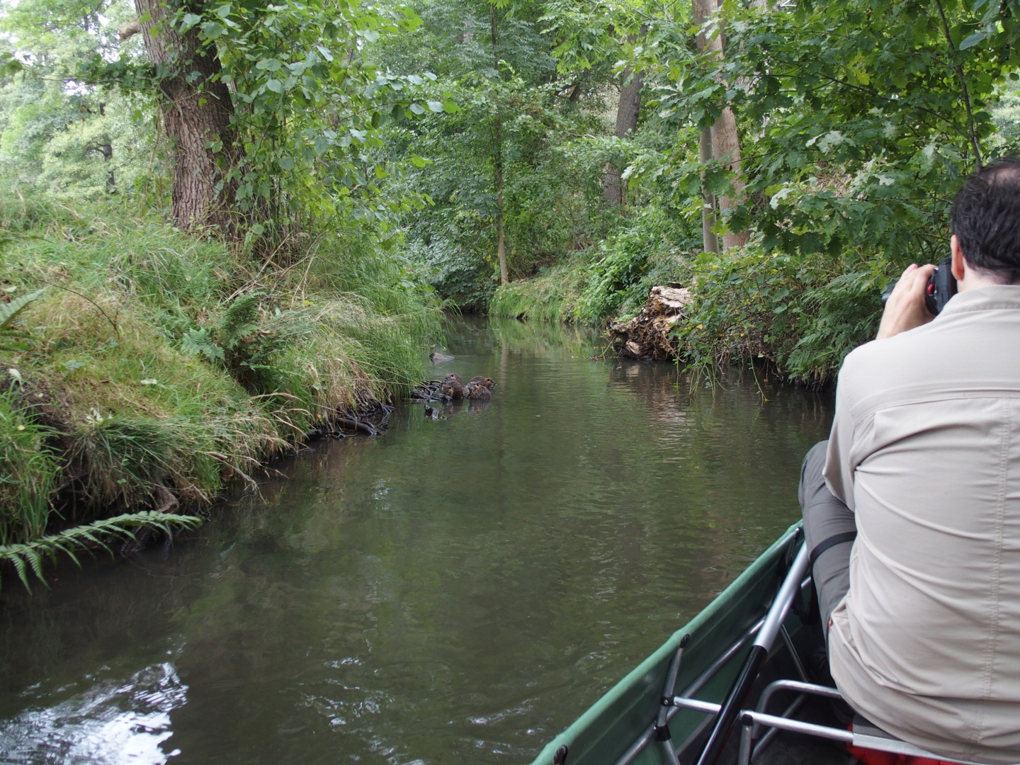 Die Sumpfbiber-Familie beim Badeausflug lässt sich von uns nicht im geringsten stören. Im Gegenteil, neugierig werden wir beäugt.