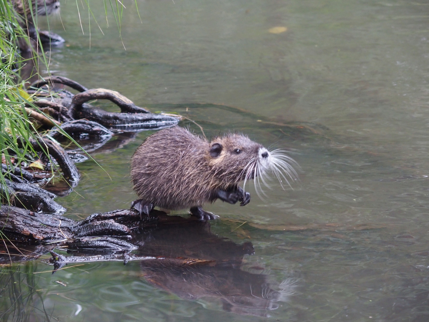 Die Sumpfbiber-Familie beim Badeausflug lässt sich von uns nicht im geringsten stören. Im Gegenteil, neugierig werden wir beäugt.