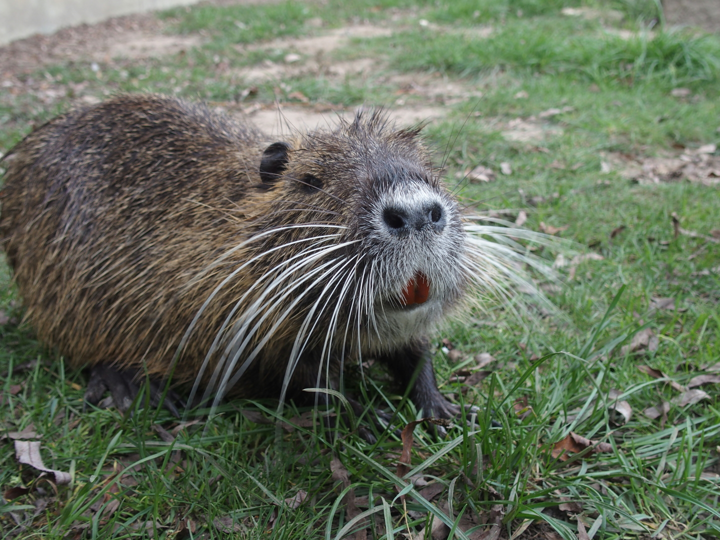Sumpfbiber haben rote Nagezähne und zwischen den äußersten beiden Zehen keine Schwimmhäute. 