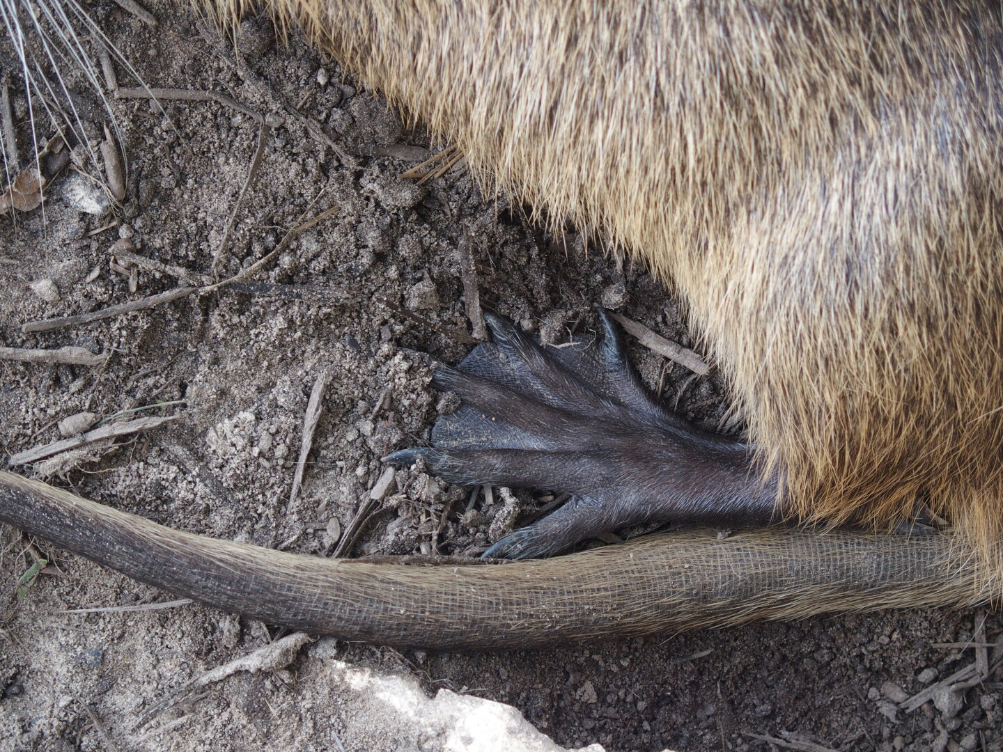 Sumpfbiber haben rote Nagezähne und zwischen den äußersten beiden Zehen keine Schwimmhäute. 