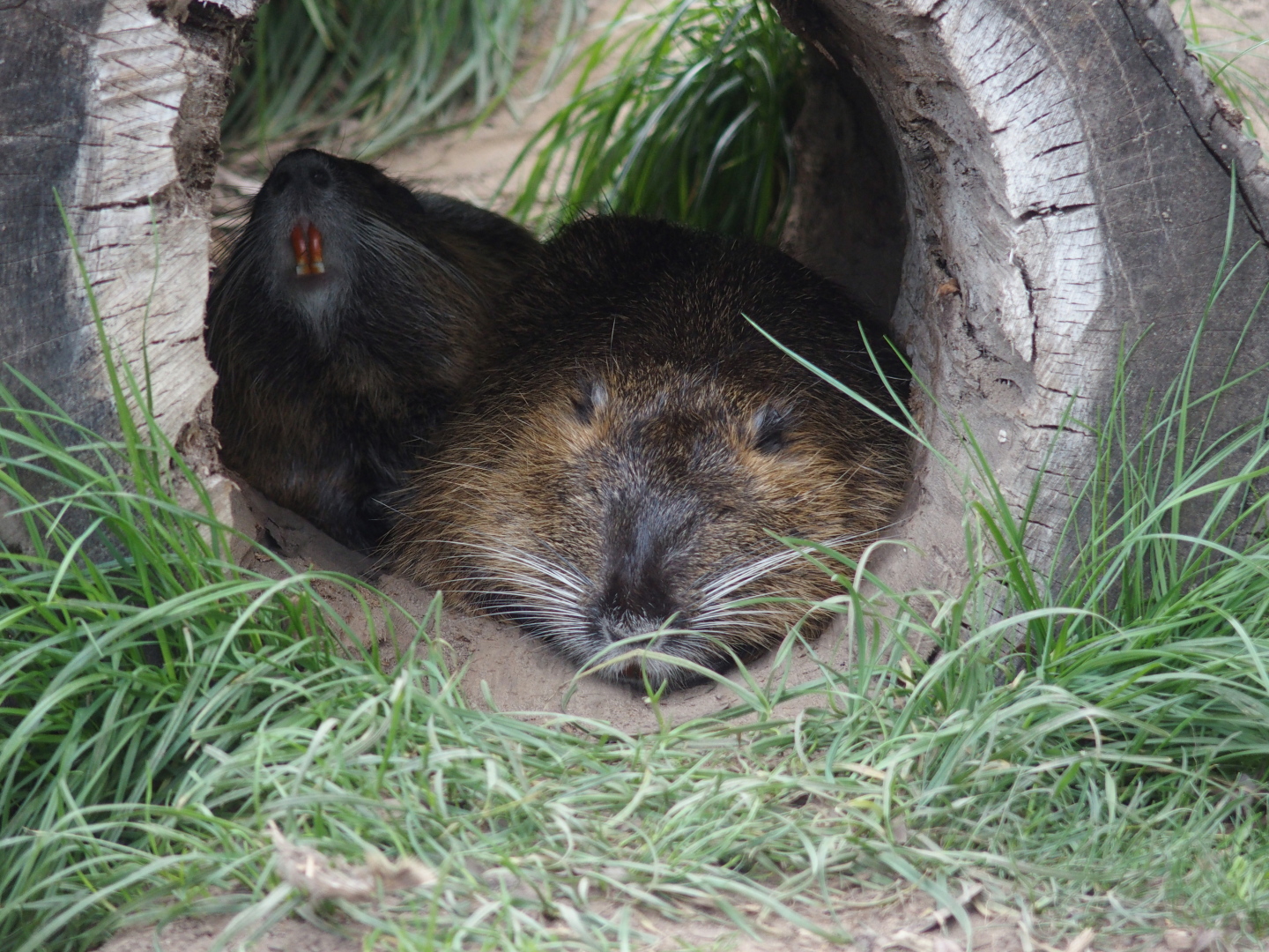 Sumpfbiber haben rote Nagezähne und zwischen den äußersten beiden Zehen keine Schwimmhäute. 