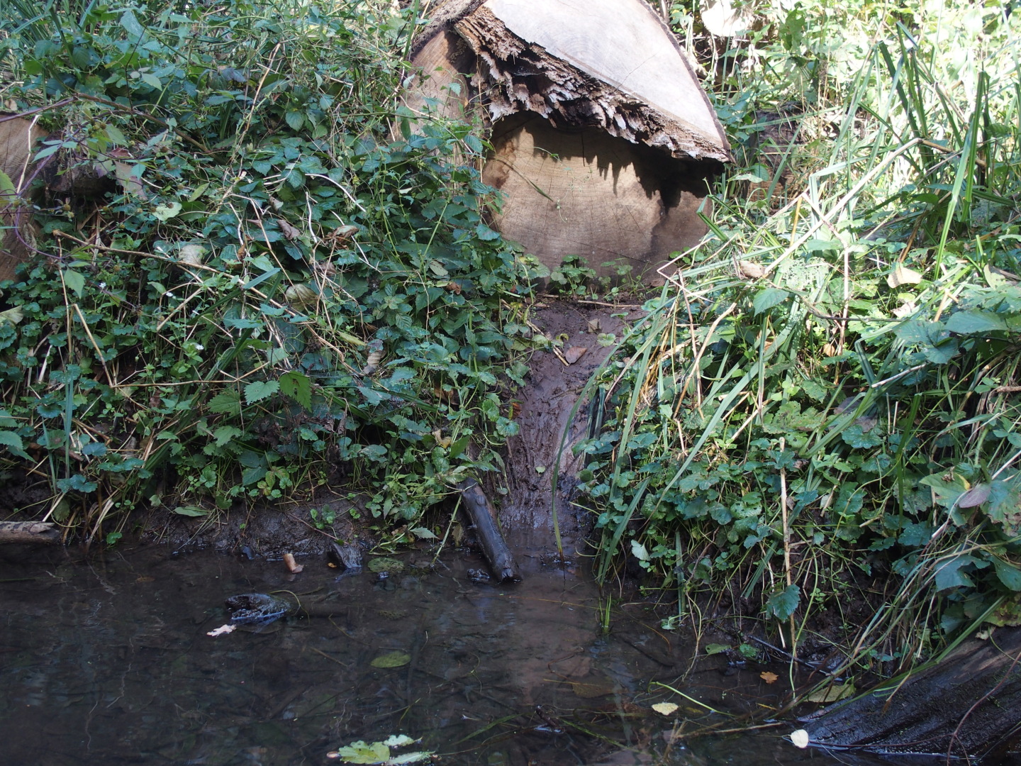 Ein- und Ausstiegstellen der Tiere sieht man überall &ndash; die Viecher selber eher selten. 