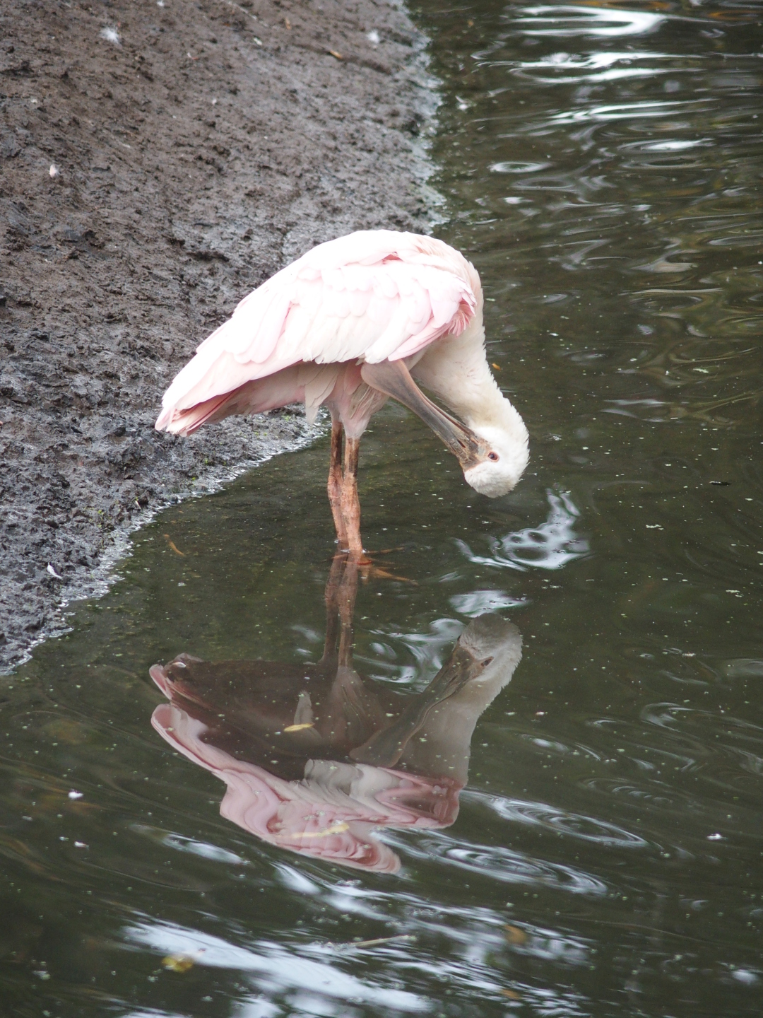 Im Dresdner Zoo: Löffler und Tamandua.