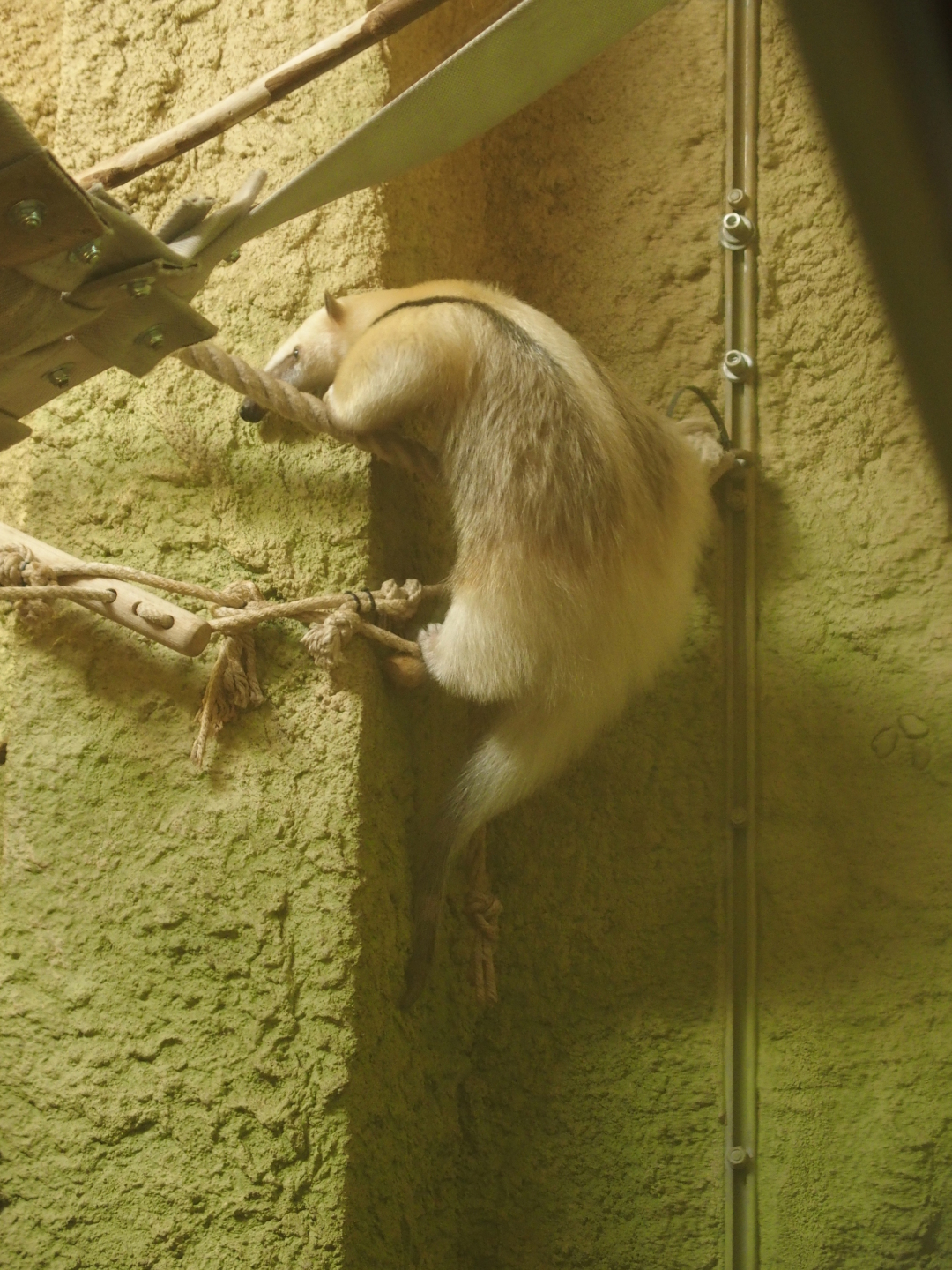 Im Dresdner Zoo: Löffler und Tamandua.