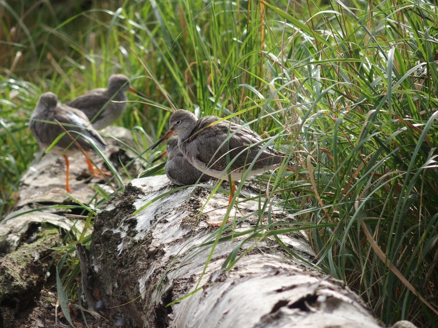 Gepard. Vögel in der Tundravoliere.
