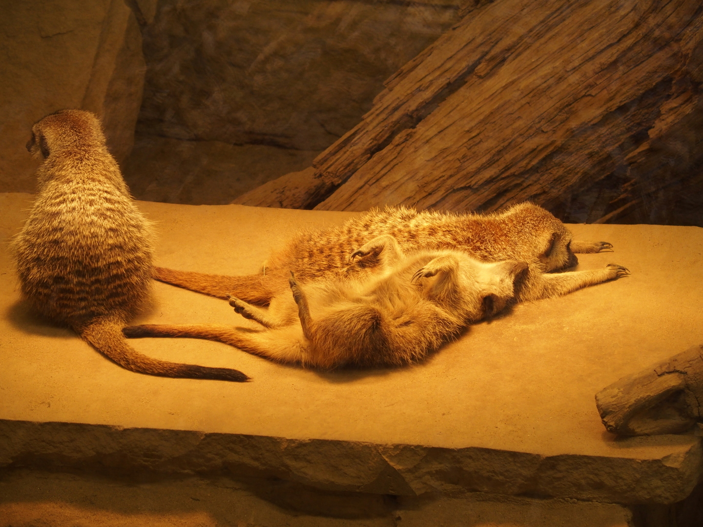 Erdmännchen mit Jungtier.