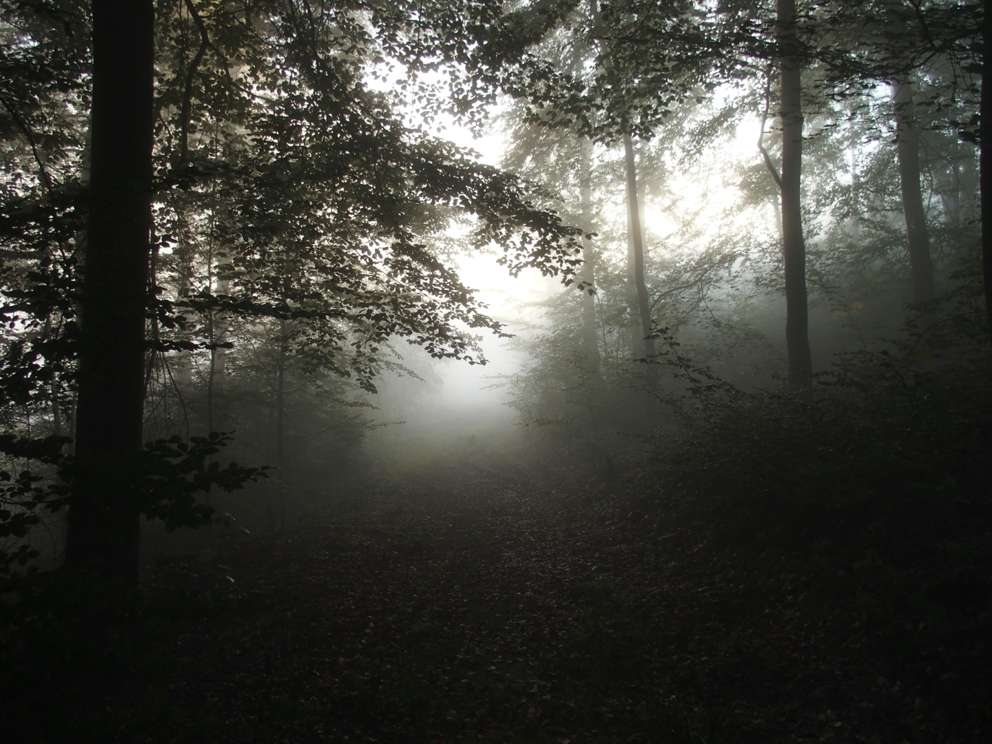Blick zum Königstein; der berühmte Nebel.