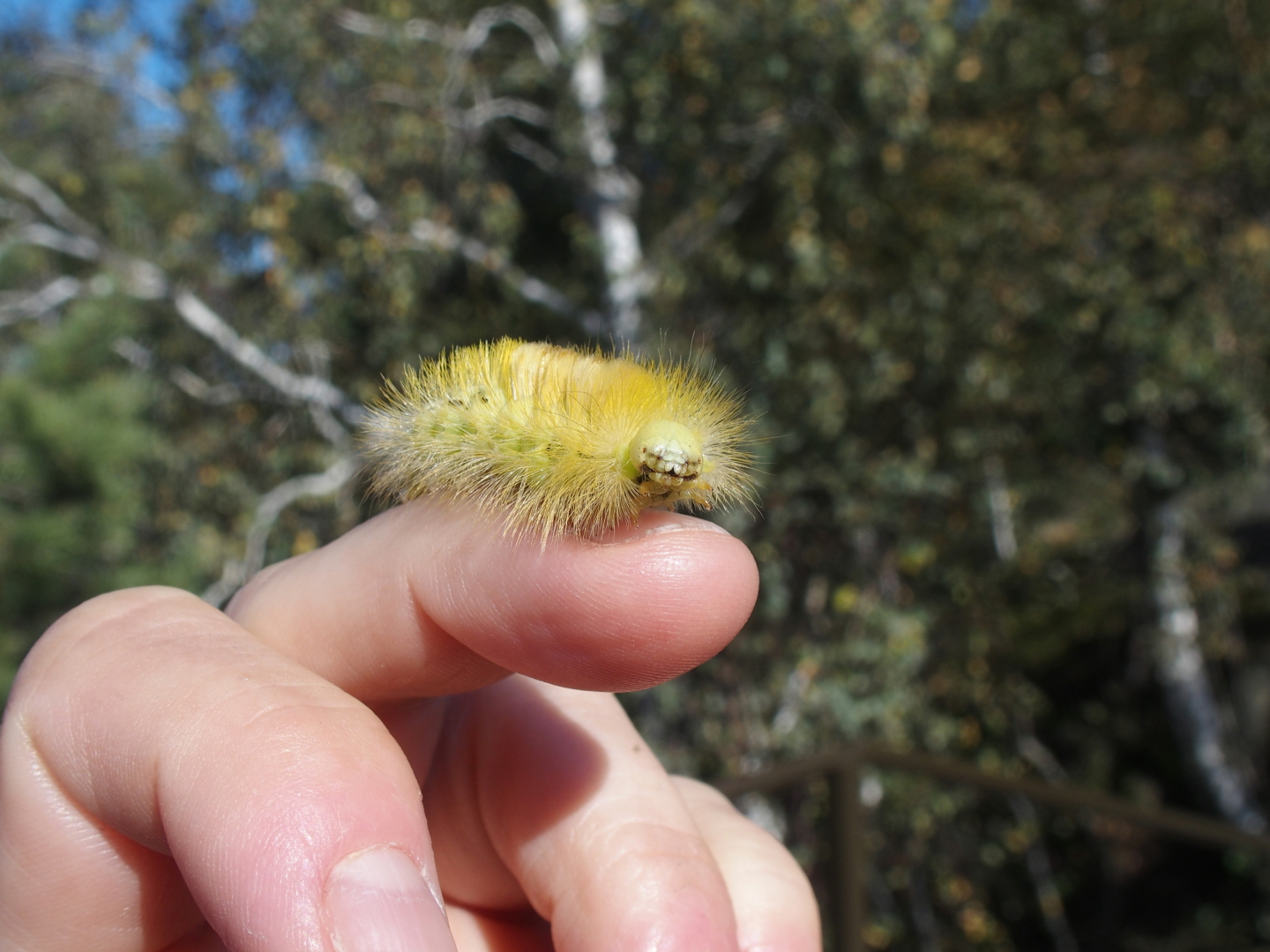 Den Blick von der Kipphornaussicht genießen nicht nur wir, sondern auch diese Raupe des Buchenstreckfußes. 