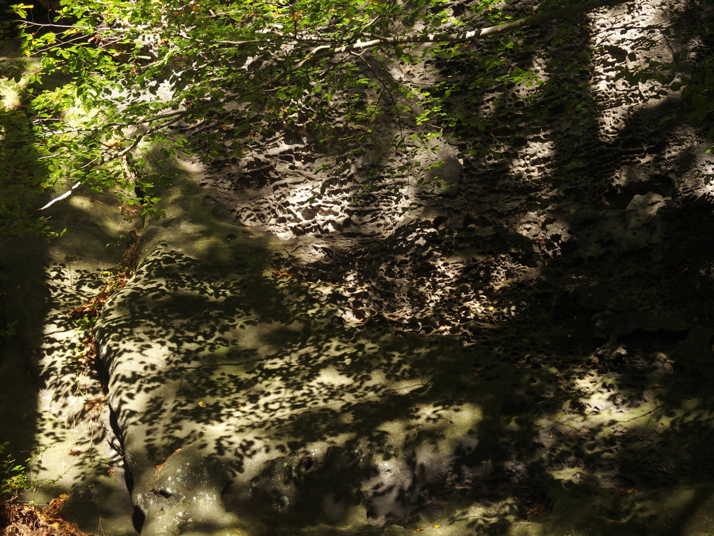 Elbsandstein. Licht und Schattenspiel im Buchenwald. Die Schrammsteine.