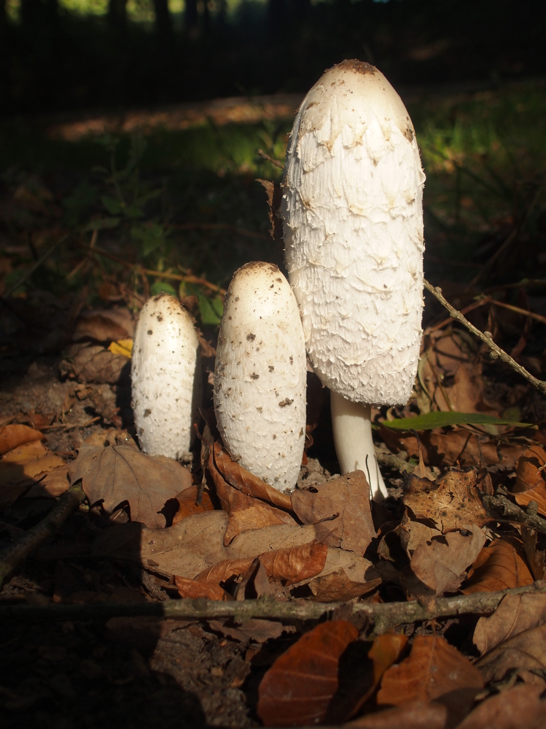 Plakette für Carl Gottlob Jäckel, der den Pfaffenstein für den Tourismus erschloss. Pilze im Buchenwald am Quirl.