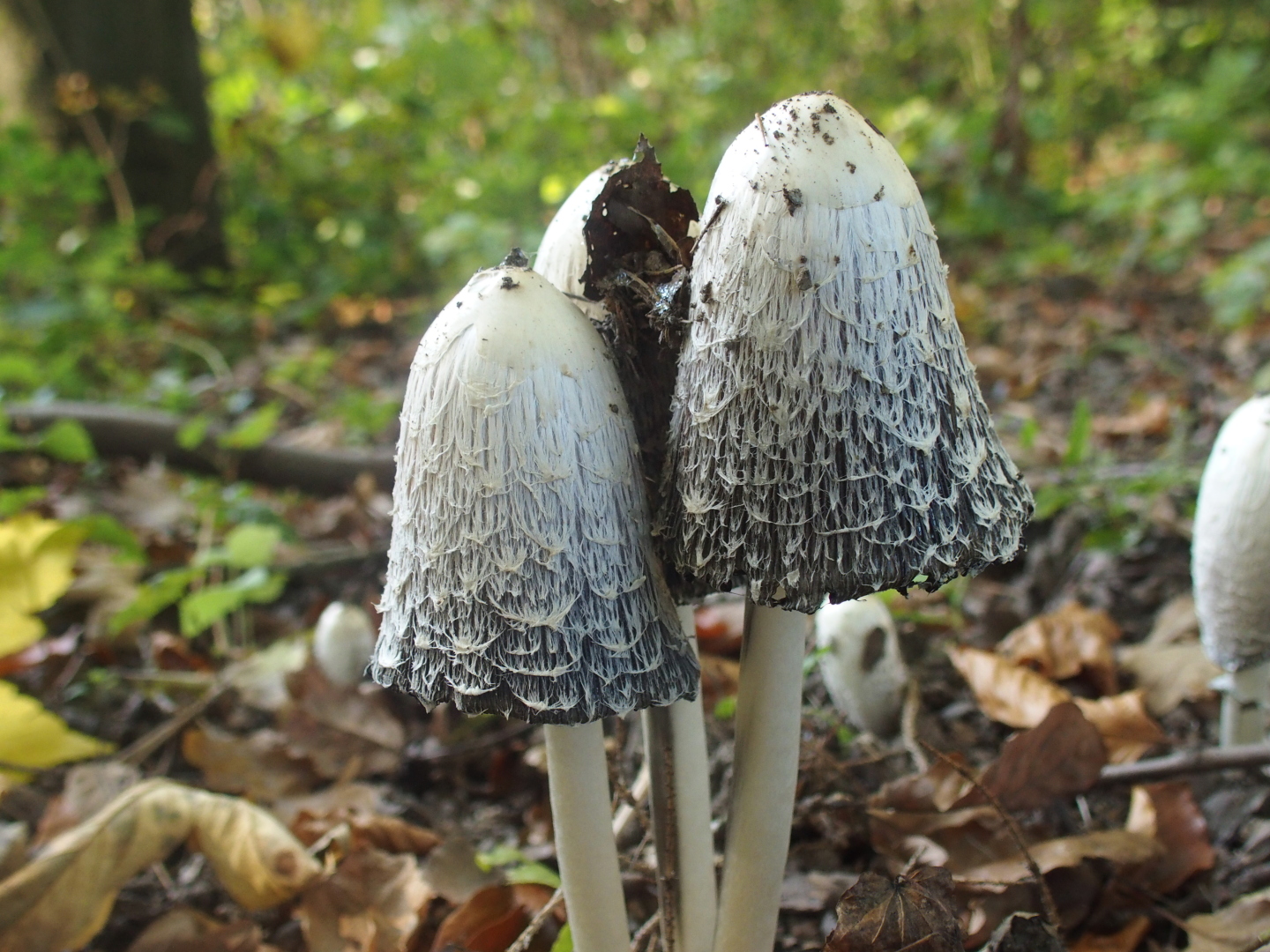 Noch mehr Pilze im Buchenwald am Quirl.