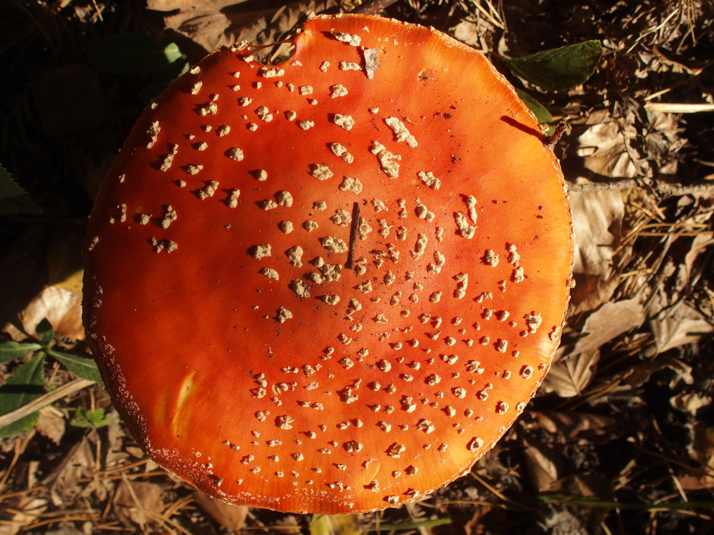 Noch mehr Pilze im Buchenwald am Quirl.