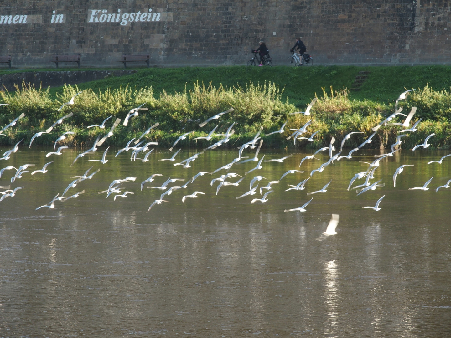 Mövenschwarm über der Elbe.