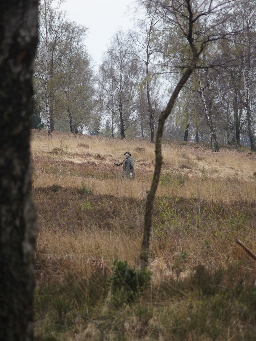 Im Hochmoor auf dem Struffel.